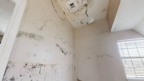 Best Industrial Mold Remediation  in Makakilo, HI
