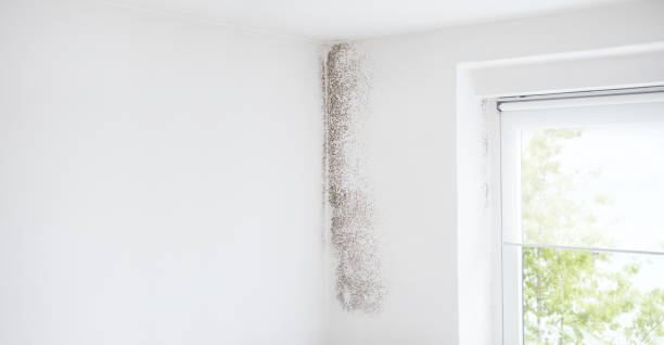 Best Dehumidification Services  in Makakilo, HI
