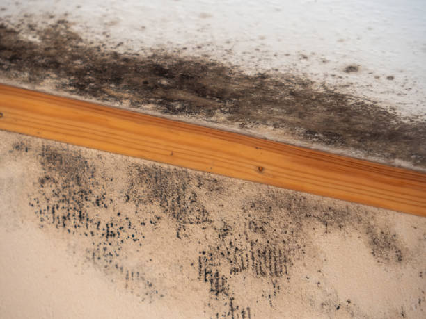 Best Mold Removal for HVAC Installations  in Makakilo, HI