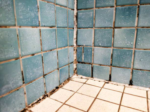 Best Water Damage & Mold Remediation  in Makakilo, HI