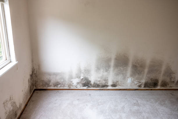 Dehumidification Services in Makakilo, HI