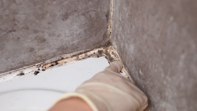 Best Mold Damage Restoration  in Makakilo, HI
